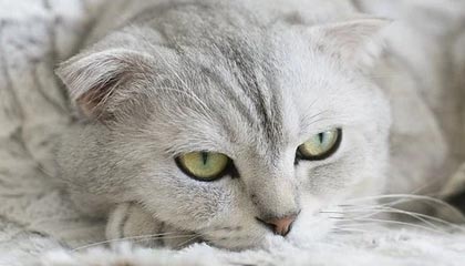 伴游的特色